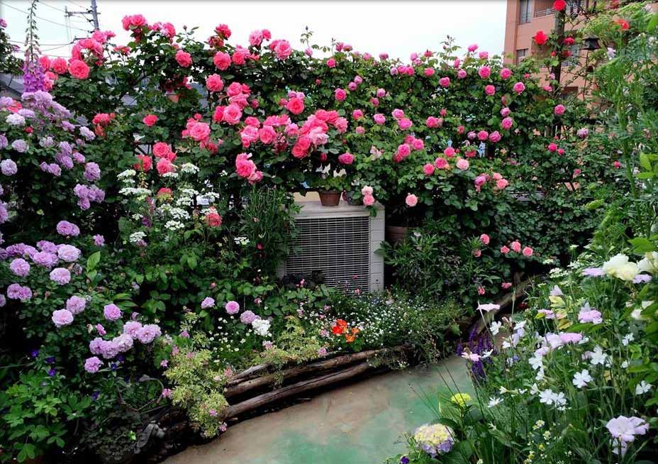 Làm đẹp sân vườn với giàn hoa