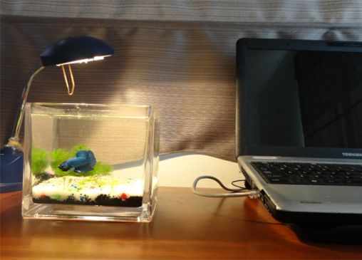 Ý nghĩa của việc đặt bể cá phong thủy trên bàn làm việc ở văn phòng