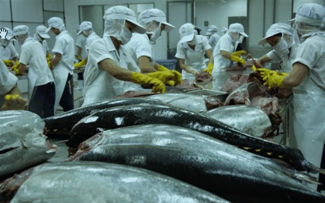 Xuất khẩu cá ngừ Việt Nam tăng 50%